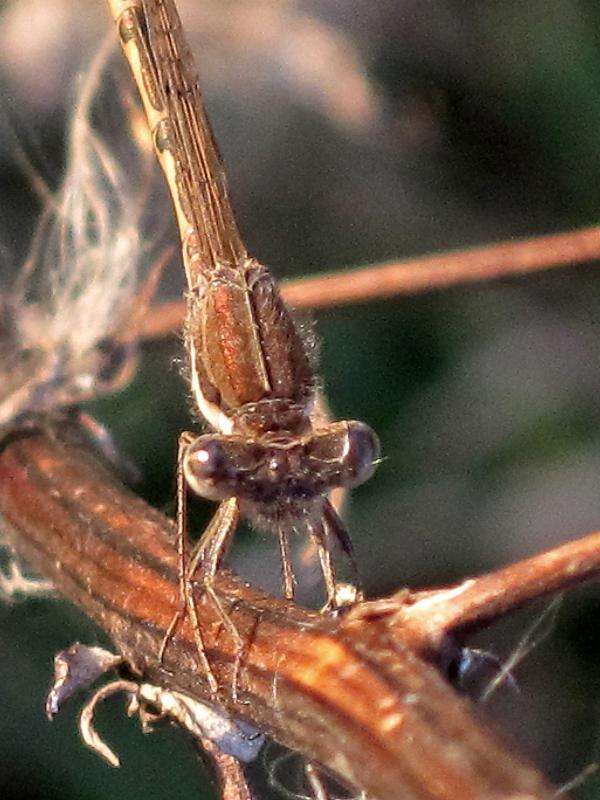 Image of Common Winter Damsel