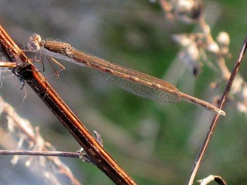 Image of Common Winter Damsel