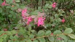 صورة Loropetalum chinense (R. Br.) Oliv.