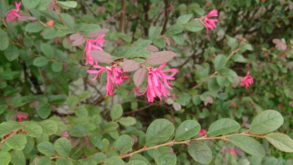 Image of Chinese fringe flower