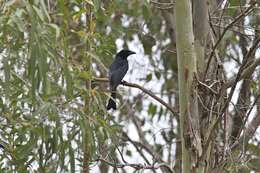 Image of Spangled Drongo