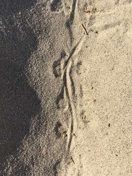 Image of Desert Kangaroo Rat