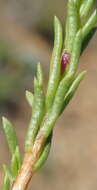 Image of Fine-leaved felicia