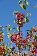 Image of Common spindle tree