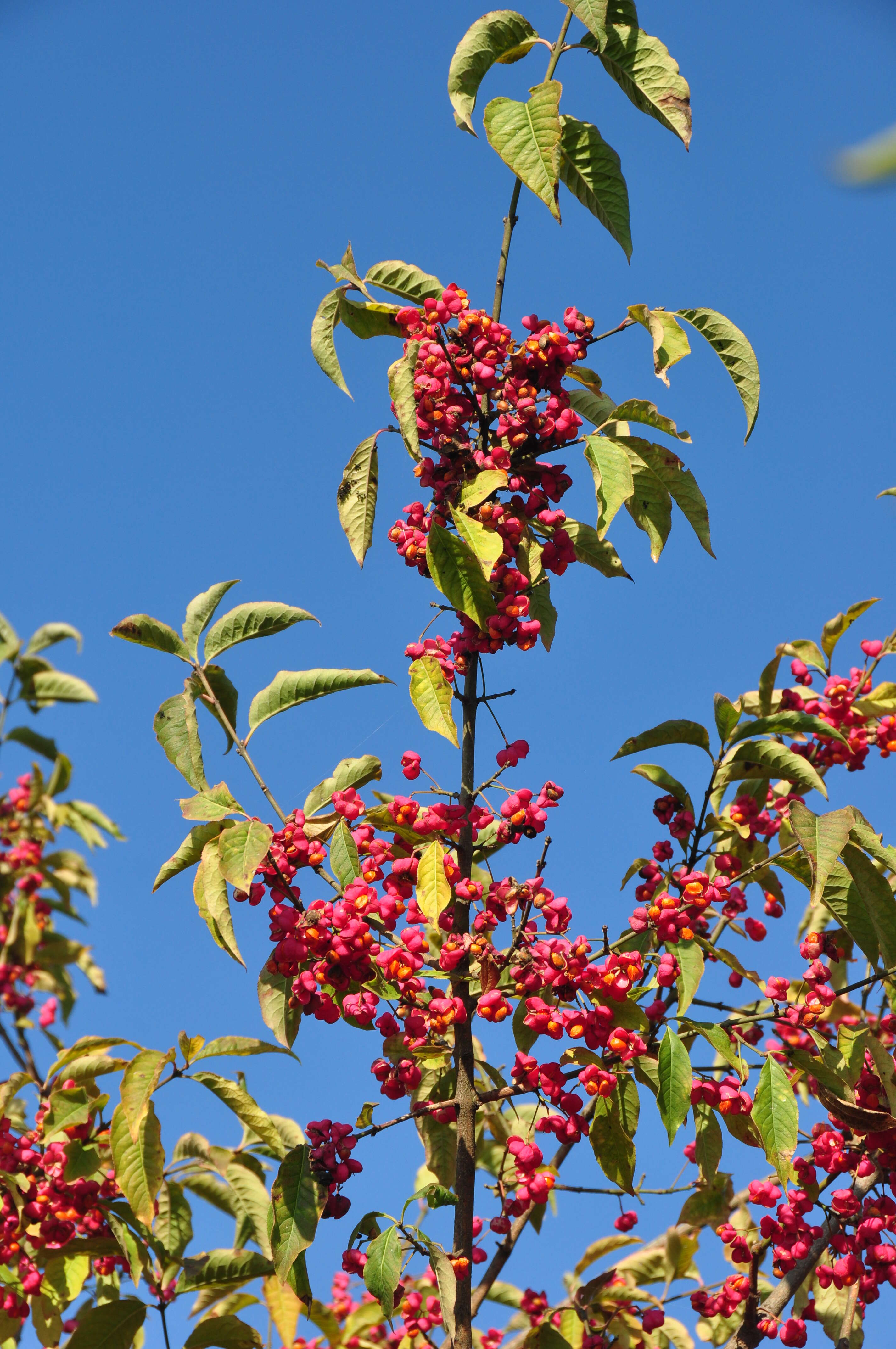 Image of Common spindle tree