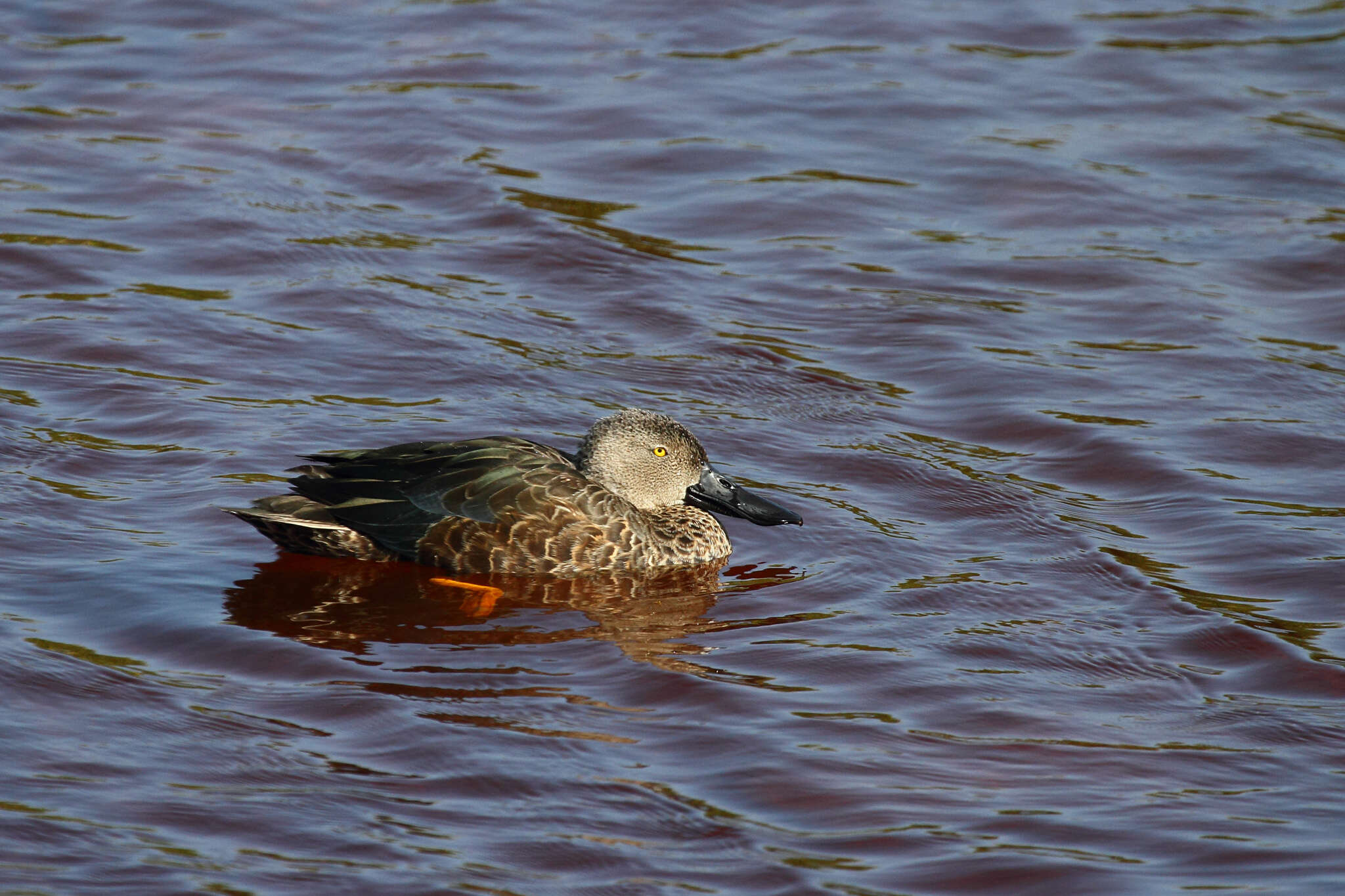 Image of Cape Shoveler