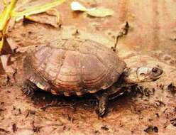 Image of East African Black Mud Turtle