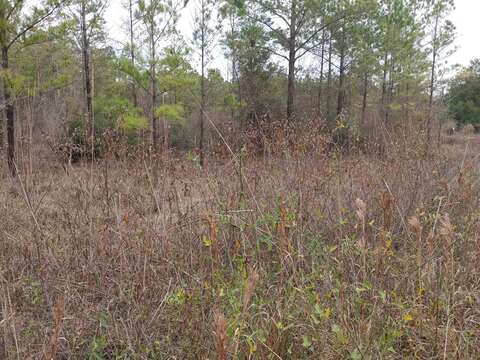 Image of toughleaf dogwood