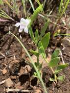 Image of Asystasia subbiflora C. B. Cl.