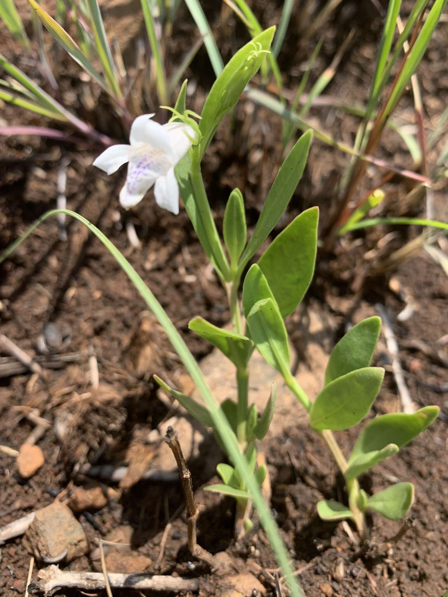 صورة Asystasia subbiflora C. B. Cl.