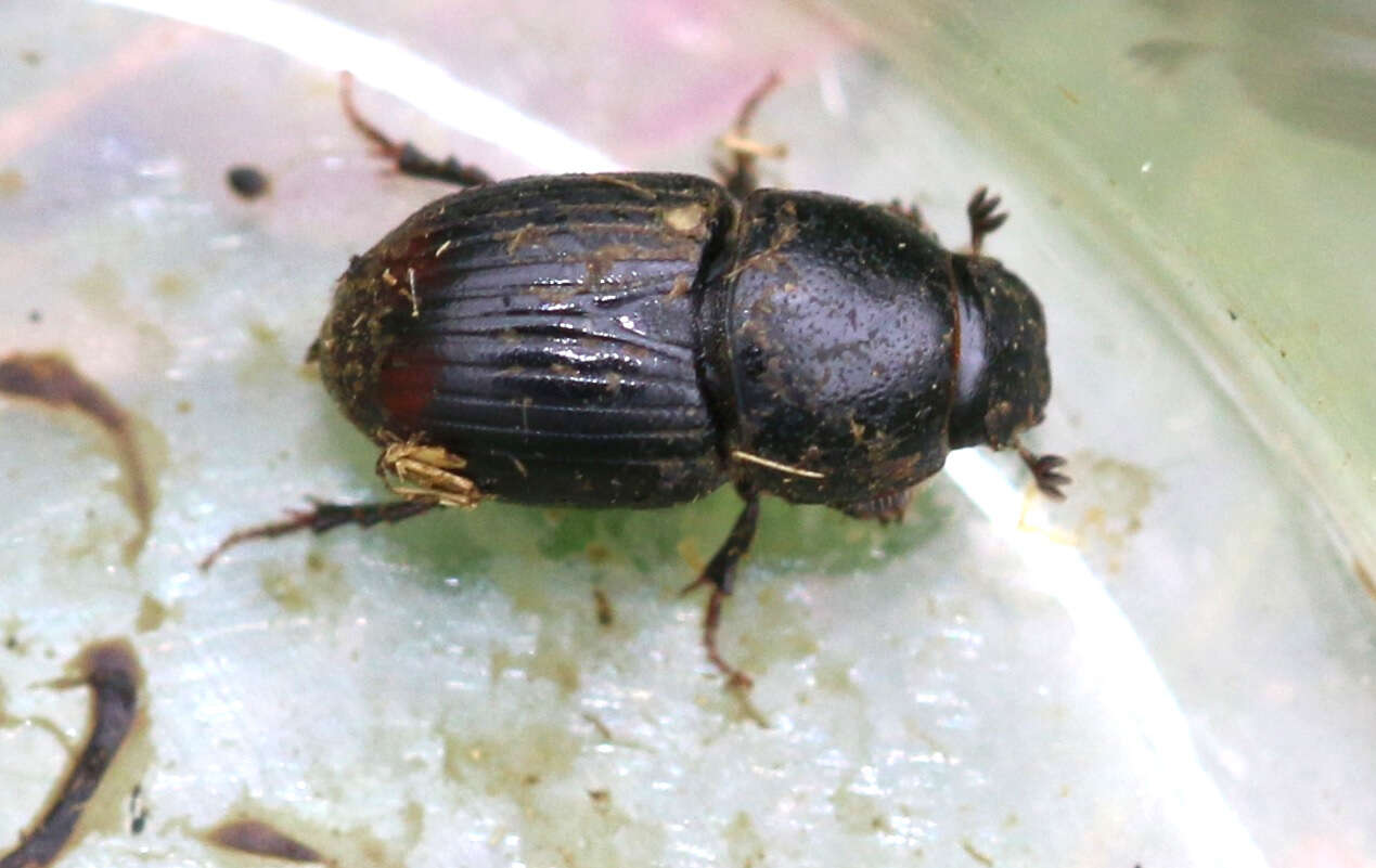 Image of Otophorus