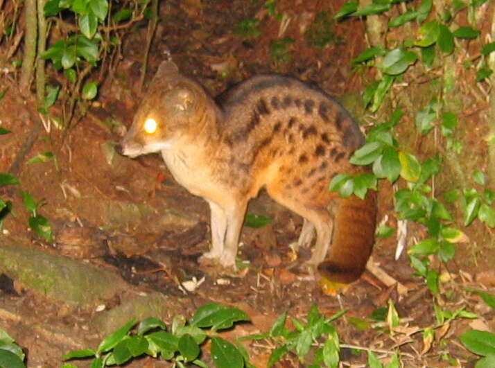 Image of Malagasy civet