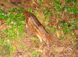 Image of Malagasy civet