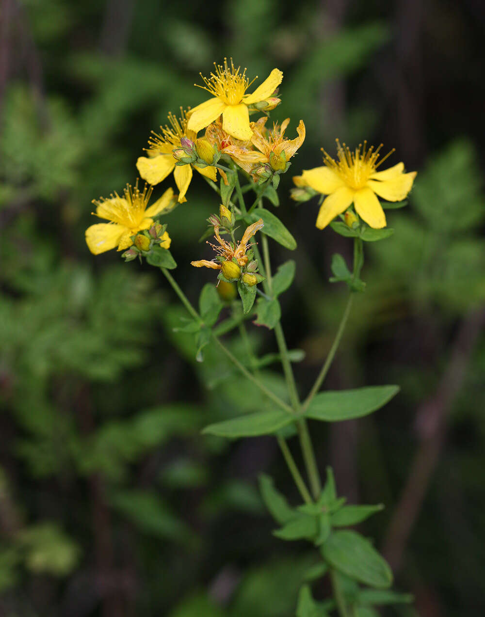 Image of Hypericum attenuatum Fisch. ex Choisy