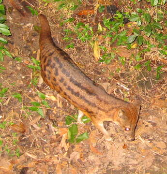 Image of Malagasy civet