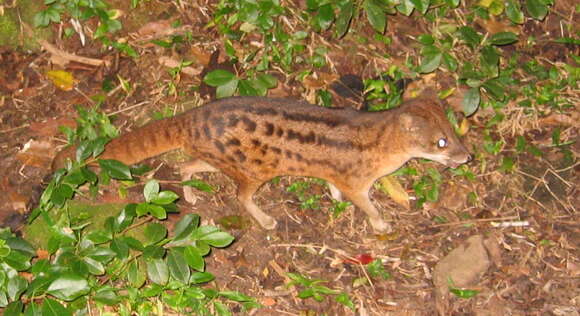 Image of Malagasy civet