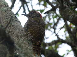 Image of Knysna Woodpecker