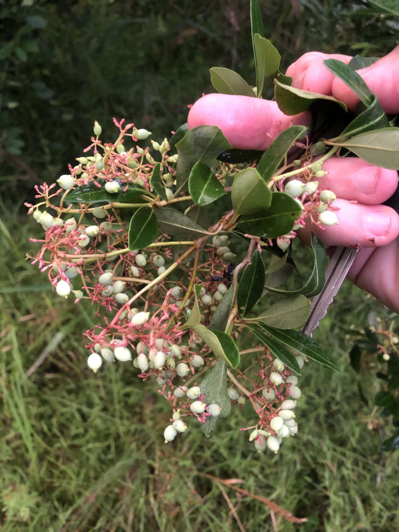 Viburnum nudum var. cassinoides (L.) Torr. & A. Gray的圖片