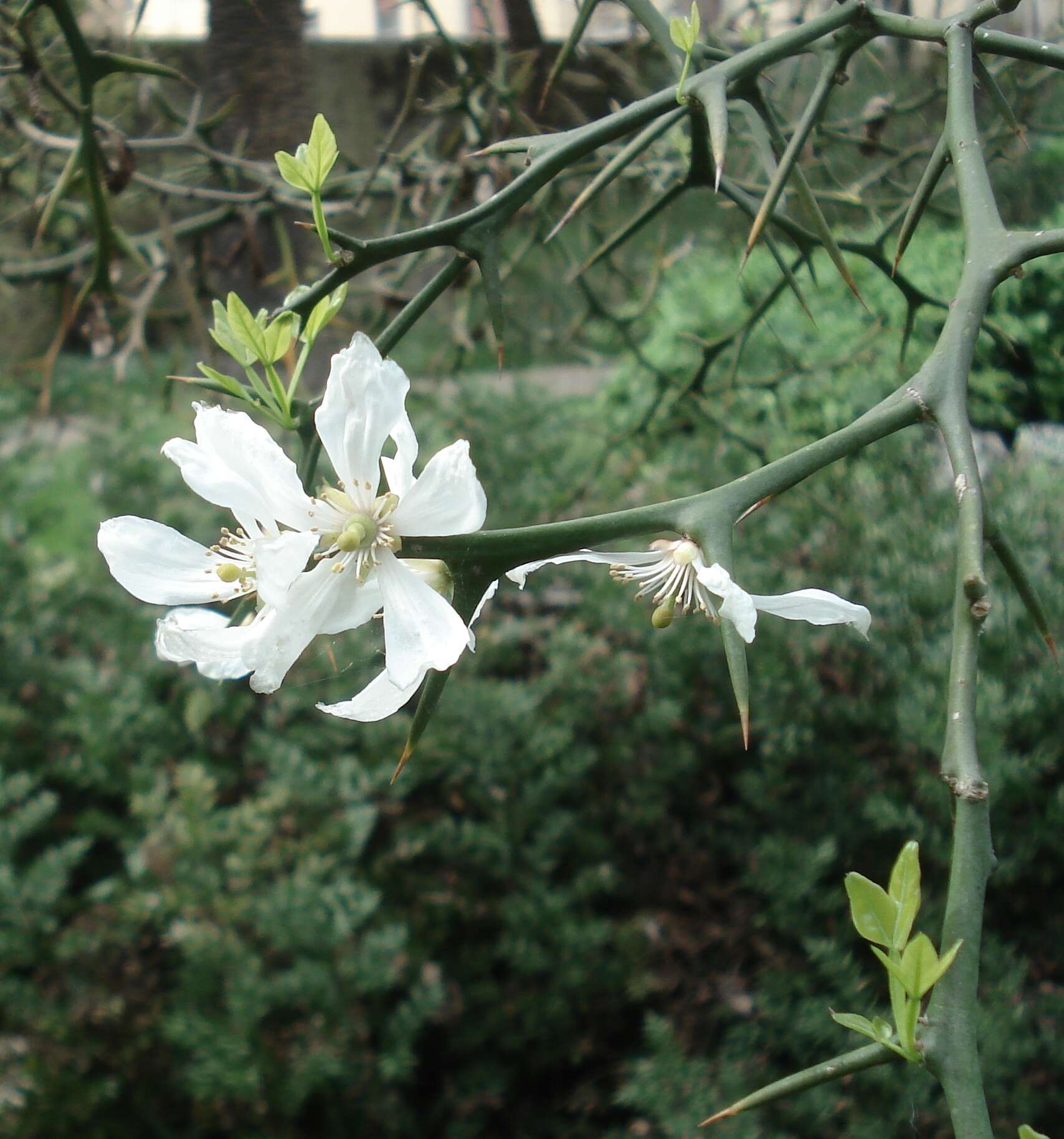 Image of hardy orange