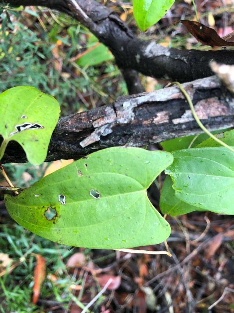 Dioscorea transversa R. Br. resmi