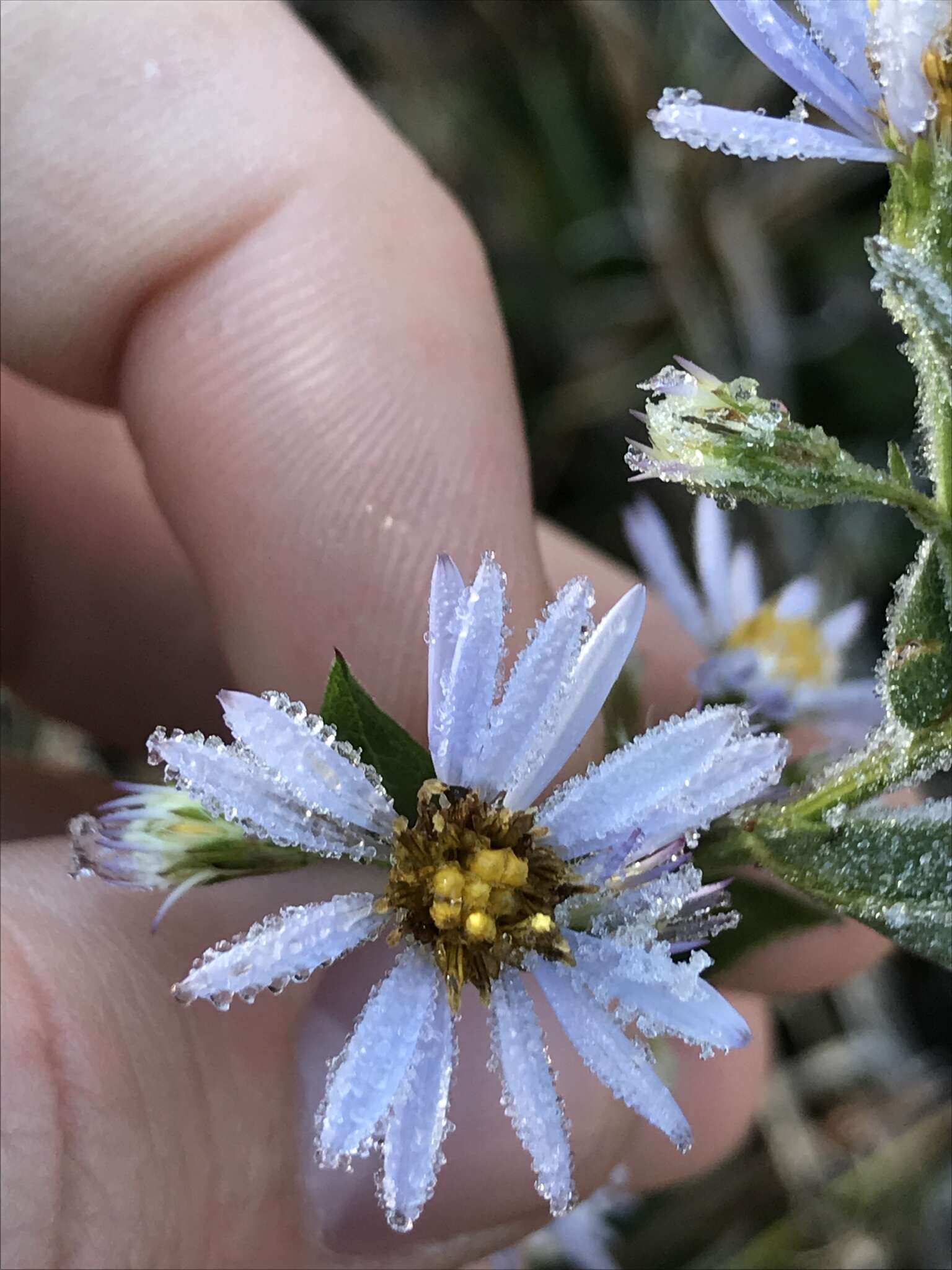 Image of Rhiannon's aster