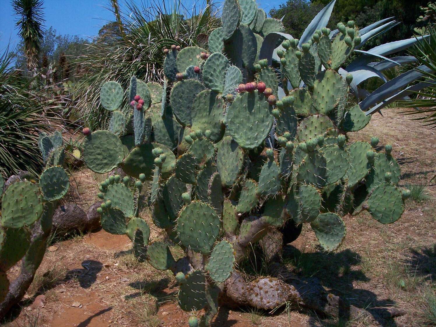 Image of Opuntia robusta H. L. Wendl. ex Pfeiff.