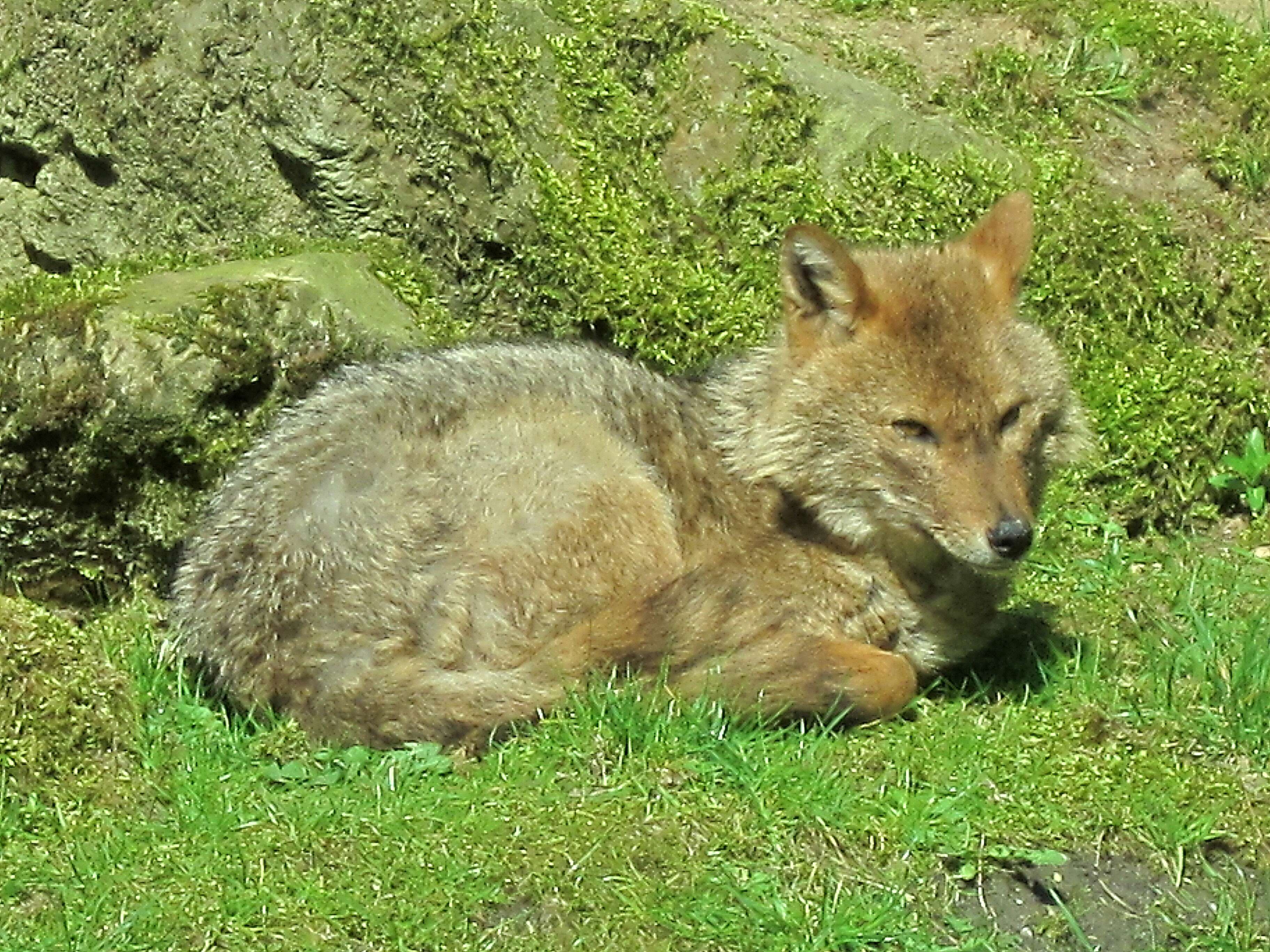 Image of European jackal