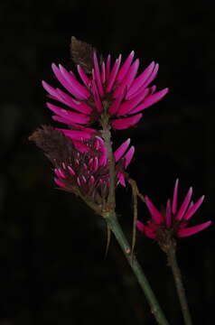 Слика од Erythrina peruviana Krukoff