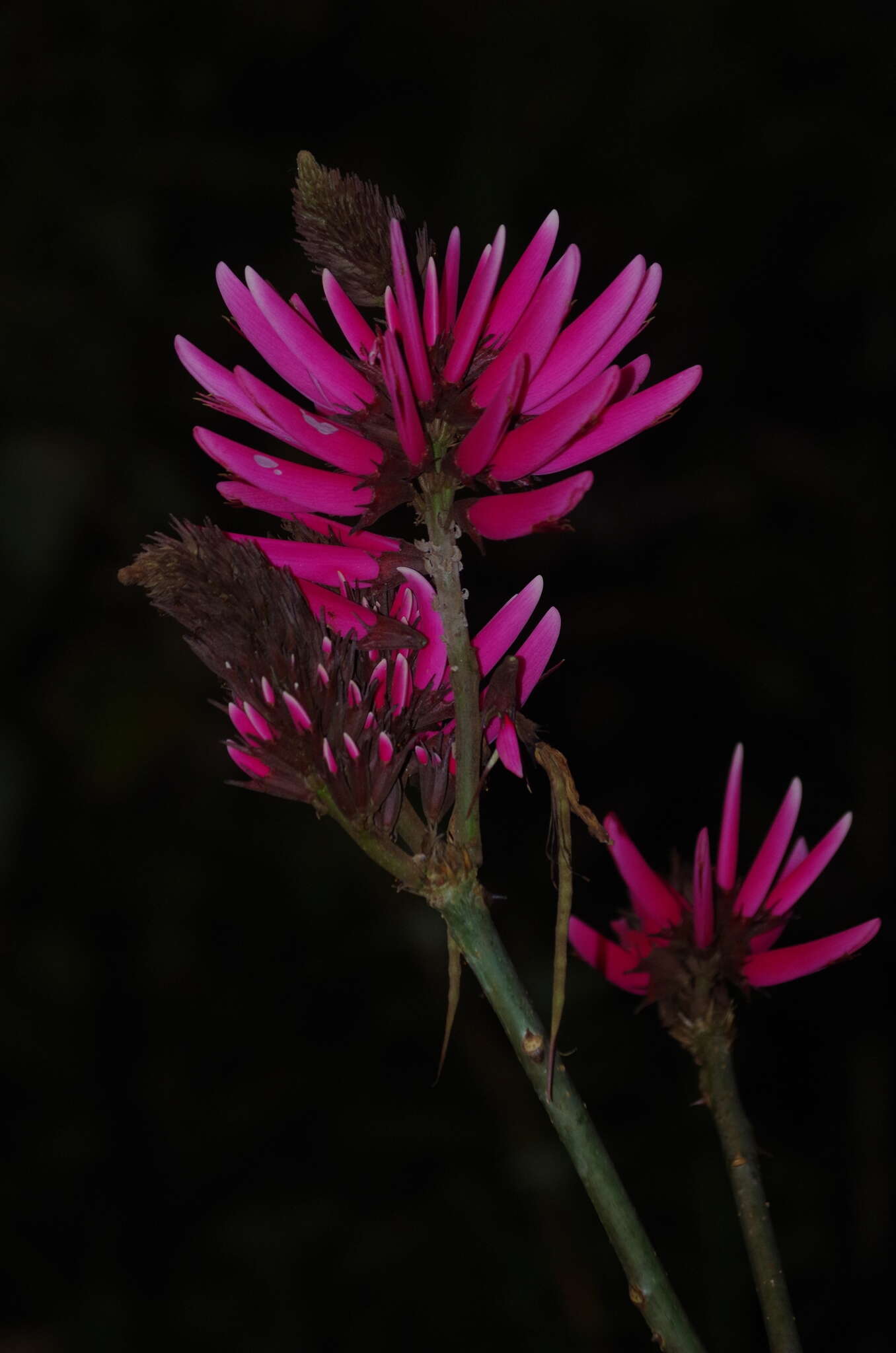 Слика од Erythrina peruviana Krukoff