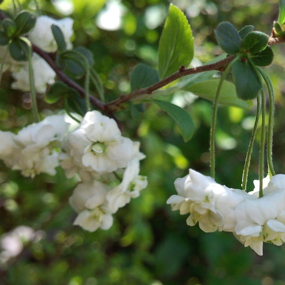 صورة Spiraea prunifolia Sieb. & Zucc.