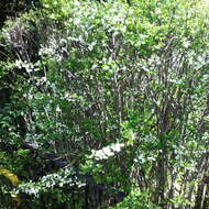 صورة Spiraea prunifolia Sieb. & Zucc.