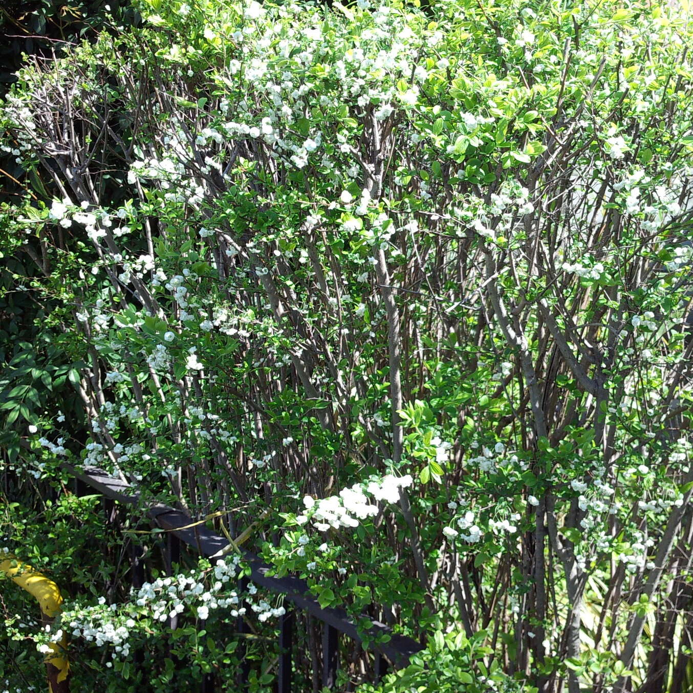 صورة Spiraea prunifolia Sieb. & Zucc.