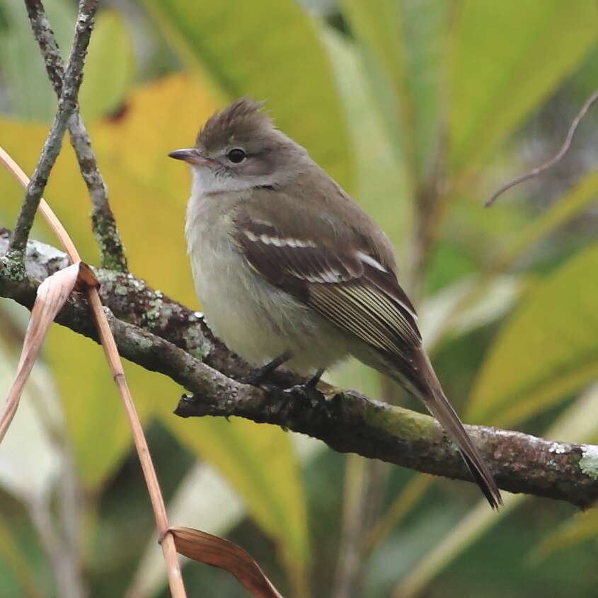 Elaenia flavogaster (Thunberg 1822) resmi