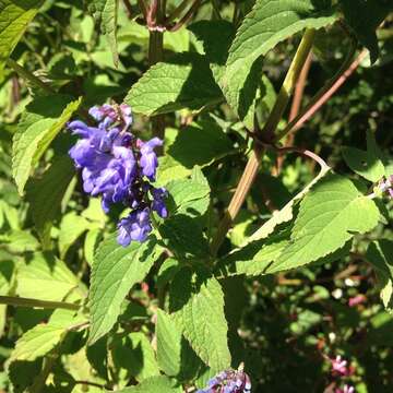 Image of Salvia polystachia Cav.