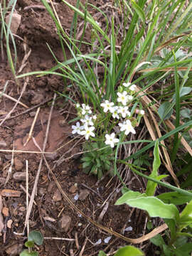 Image of pygmyflower rockjasmine