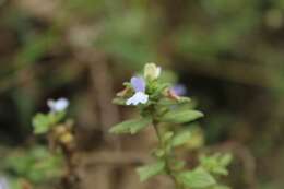 Plancia ëd Achetaria bicolor Pennell