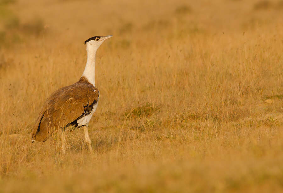 Image of Great Indian Bustard