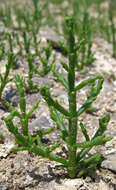 Image of glasswort