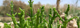 Image of glasswort