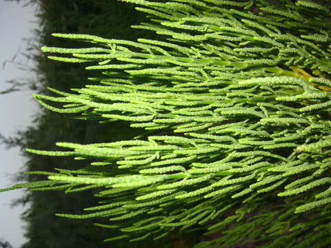 Imagem de Salicornia europaea L.