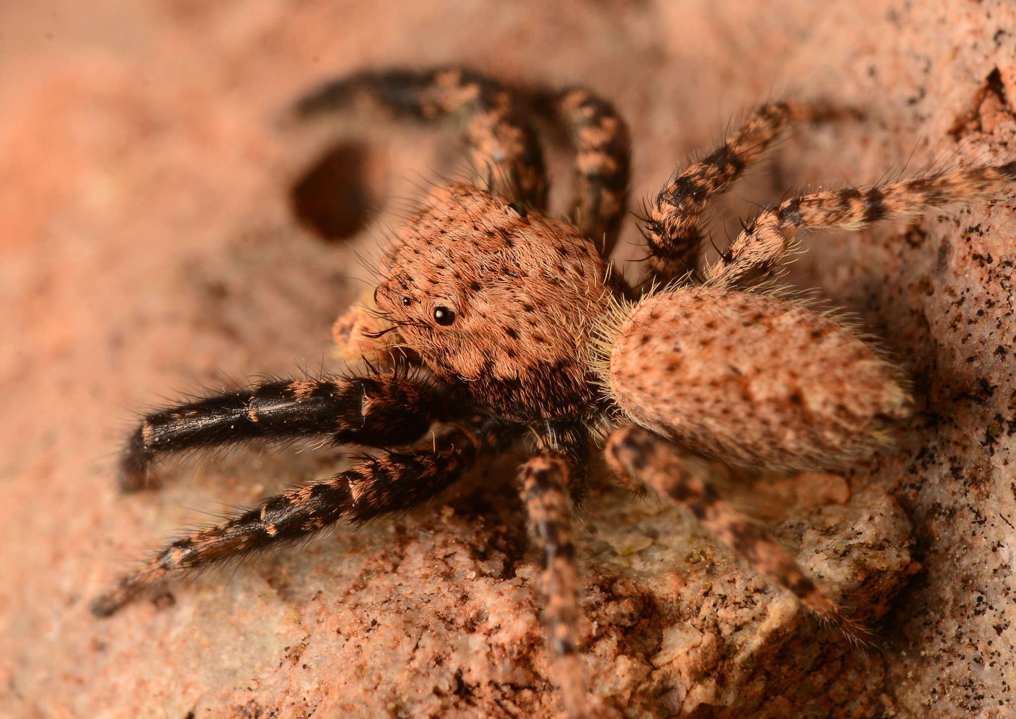 Image of Platycryptus arizonensis (Barnes 1958)