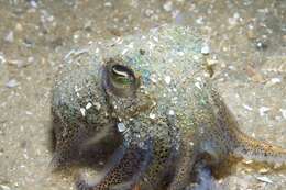 Image of Southern Bobtail Squid