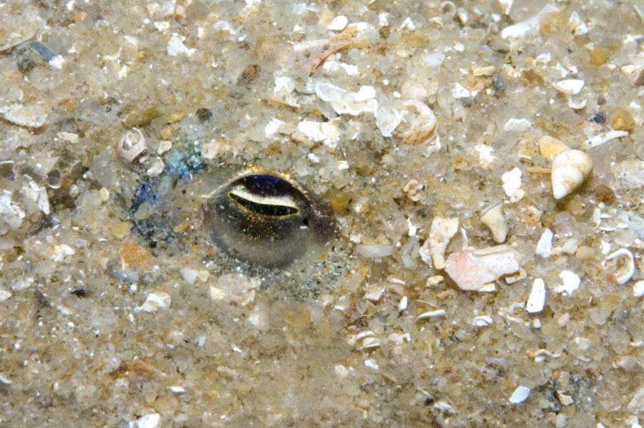 Image of Southern Bobtail Squid