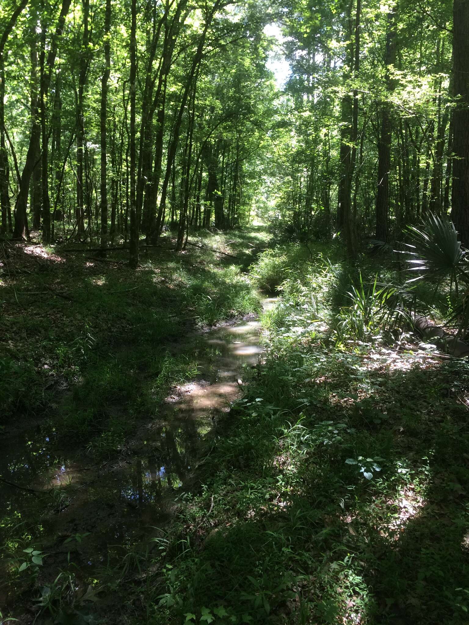 Image of Appalachian quillwort