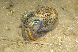 Image of Southern Bobtail Squid