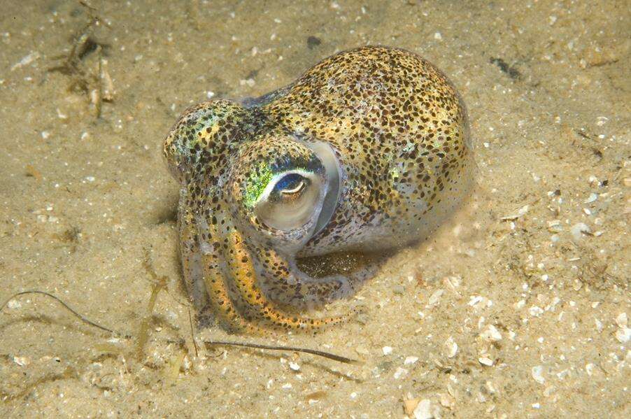 Image of Southern Bobtail Squid