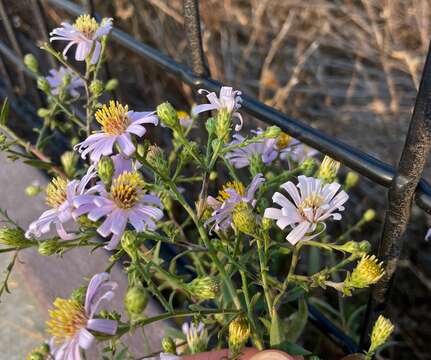 Image of Suisun Marsh aster