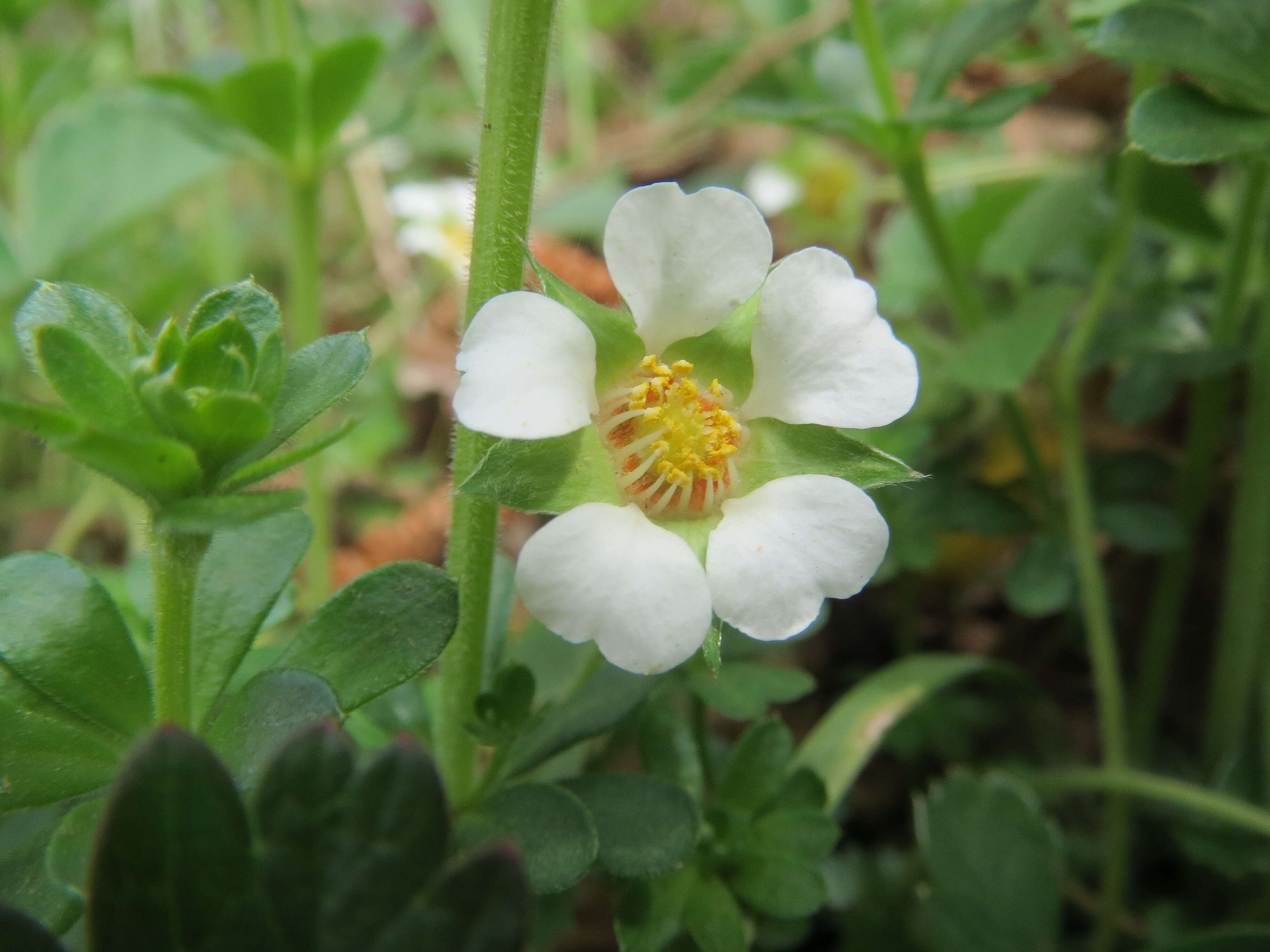 Image of Barren Strawberry