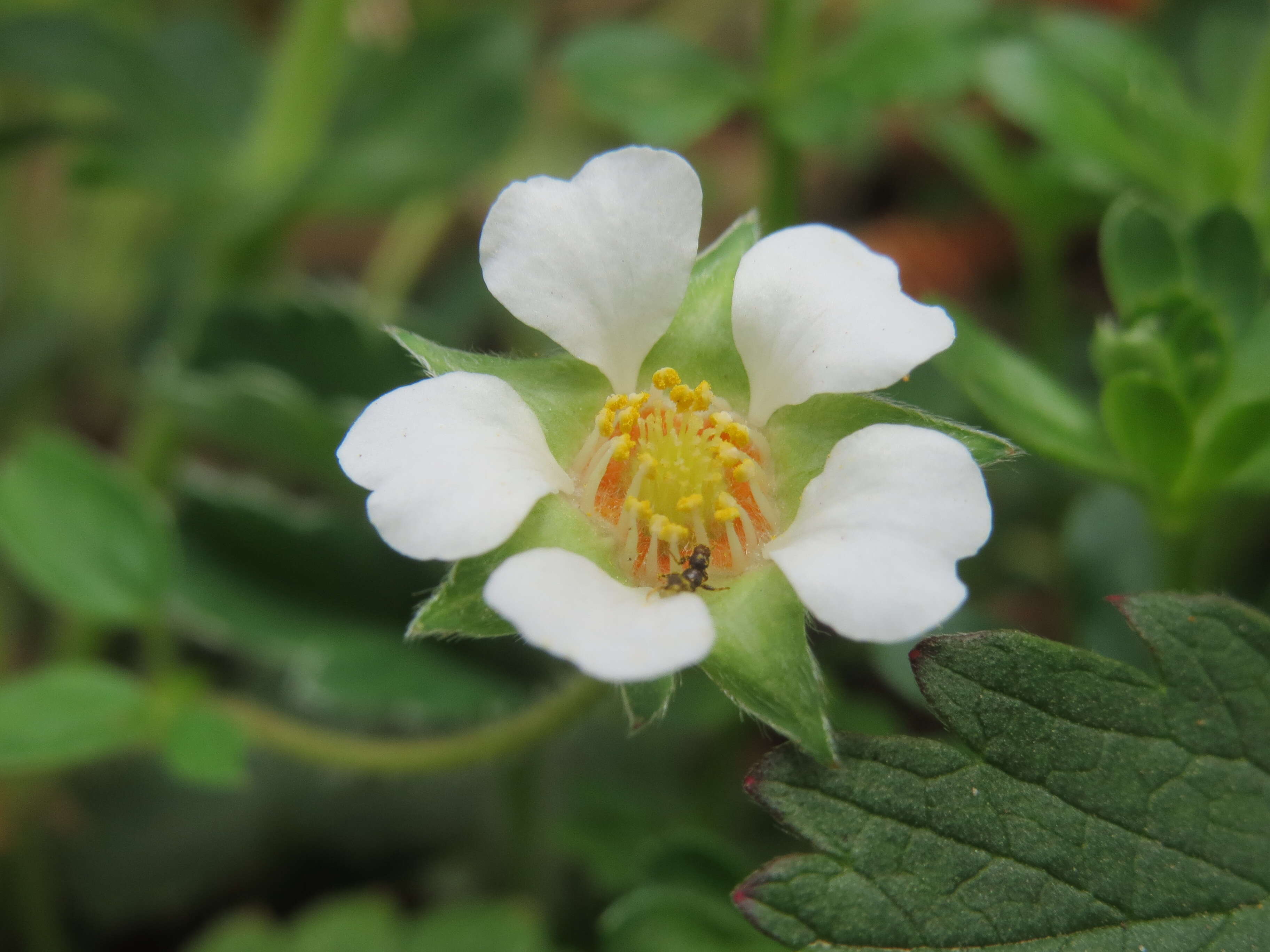 Image of Barren Strawberry