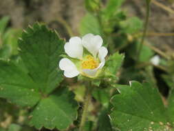 Image of Barren Strawberry